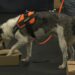 Cowboy Bleu prepares for this weekend at the group's sister club, D&D Dog Dynamics