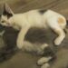 Some playful kittens at the Delta Animal Shelter