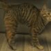 Hermione and five other cats were abandoned outside the shelter.