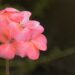 A flower at the Bay College greenhouse