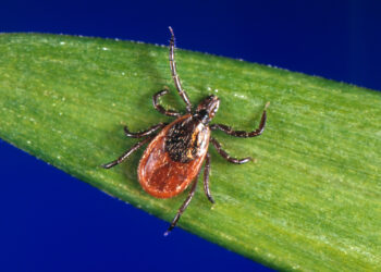 In this undated photo provided by the U.S. Centers for Disease Control and Prevention (CDC), a blacklegged tick - also known as a deer tick. Diagnosing if a tick bite caused Lyme or something else can be difficult but scientists are developing a new way to catch the disease early, using a "signature" of molecules in patients' blood. (CDC via AP)