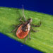 In this undated photo provided by the U.S. Centers for Disease Control and Prevention (CDC), a blacklegged tick - also known as a deer tick. Diagnosing if a tick bite caused Lyme or something else can be difficult but scientists are developing a new way to catch the disease early, using a "signature" of molecules in patients' blood. (CDC via AP)