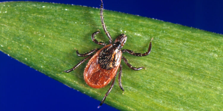 In this undated photo provided by the U.S. Centers for Disease Control and Prevention (CDC), a blacklegged tick - also known as a deer tick. Diagnosing if a tick bite caused Lyme or something else can be difficult but scientists are developing a new way to catch the disease early, using a "signature" of molecules in patients' blood. (CDC via AP)