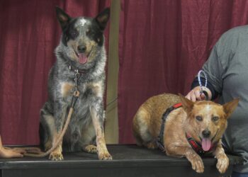 D&D Dog Dynamics introduces the audience to Australian Cattle Dogs during "Meet the Breed"