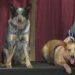 D&D Dog Dynamics introduces the audience to Australian Cattle Dogs during "Meet the Breed"