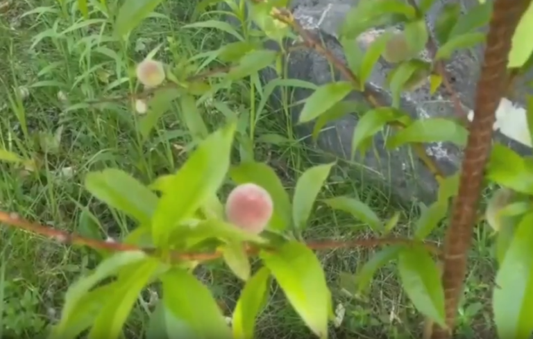 The Yooper Goddess: Patience with planting pear and peach trees