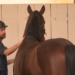DNR hears comment on horse trails
