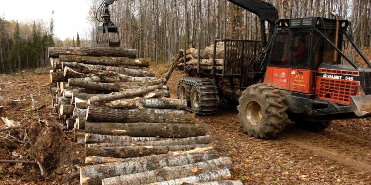 Timber is loaded onto a trailer for transport. Michigan's forest products industry is expanding, thanks to new investment from global companies such as Arauco, which opened a Grayling plant in 2019.