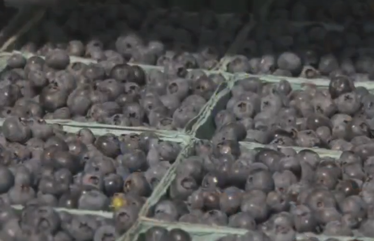 What’s UP with Megan: Marquette celebrates 25 years of Blueberry Fest this Friday