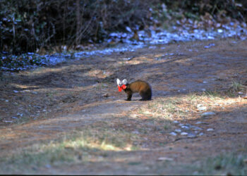 (Courtesy: Michigan Department of Natural Resources) Pine Marten