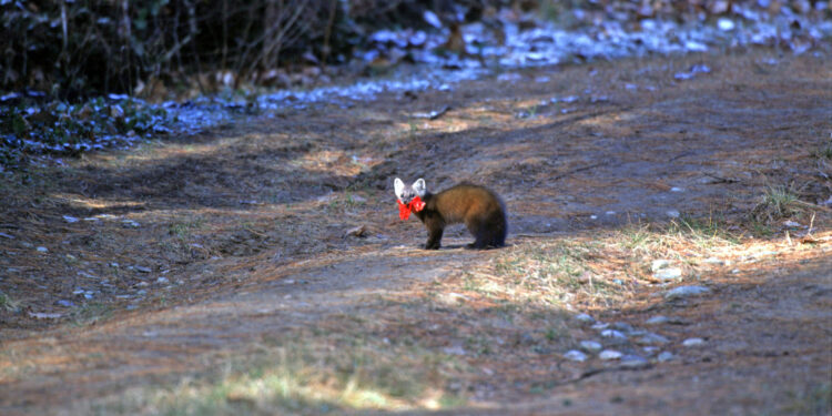 (Courtesy: Michigan Department of Natural Resources) Pine Marten