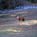 (Courtesy: Michigan Department of Natural Resources) Pine Marten