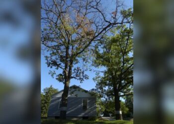 (Courtesy: Michigan Department of Natural Resources) An oak infected with wilt can lose its leaves starting at the top, like this tree. Leaves may be green, brown, or mottled green-and-brown.