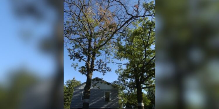 (Courtesy: Michigan Department of Natural Resources) An oak infected with wilt can lose its leaves starting at the top, like this tree. Leaves may be green, brown, or mottled green-and-brown.