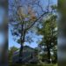 (Courtesy: Michigan Department of Natural Resources) An oak infected with wilt can lose its leaves starting at the top, like this tree. Leaves may be green, brown, or mottled green-and-brown.