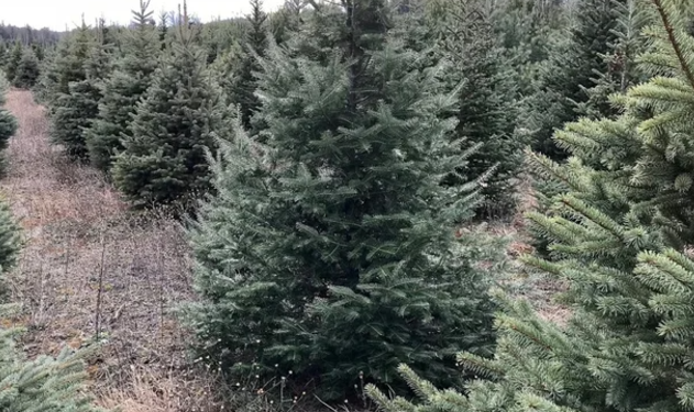 From cutting down your own tree from their back lot of live trees to pre-cut trees of every size, Meisters a has tree to fit any household. Owner, George Meister explains the selection. "Balsam Fir, Canaan Fir and Fraser Fir. We've also got some Scotch Pine and White Pine, and some Spruce around as well, some Blue Spruce and White Spruce," said Meister. But George has his favorite "Yes, we really focus on furs for a couple of reasons. One, they grow well for us, but they're also the ones that have that classic evergreen scent that you think of when you think of the smell of Christmas trees," said Meister. On opening day most folks opted to cut their own tree, but it's harder than it looks "This year is quite difficult, but we picked a bigger tree than normal," said Christopher Lemkuil. "Yeah, it was a blue spruce. In the past, I think we got a Frazier but the spruce was a little harder to cut down, I guess."