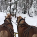 For the past decade, The Up North Lodge in Gwinn has been delighting families with horse-drawn sleigh rides into the forest surrounding their restaurant.