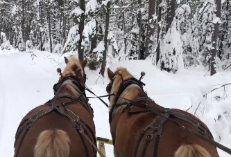 For the past decade, The Up North Lodge in Gwinn has been delighting families with horse-drawn sleigh rides into the forest surrounding their restaurant.