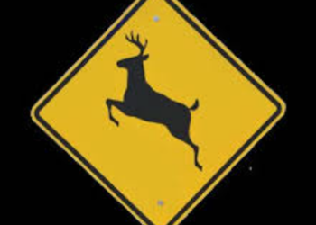 In a win for motorists and wildlife alike, MDOT has secured a grant from The Federal Government to fund a wildlife crossing analysis throughout the state. The goal is to identify the most problematic wildlife crossing points that pose a risk to motorists as well as wildlife. MDOT has been awarded nearly a half million dollars for the study, which will identify the 20 hotspots on Michigan roads that see the highest number of collisions with wildlife.