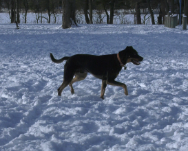 If it's below freezing, it's important to know your animal and look for behavior that's out of the ordinary.