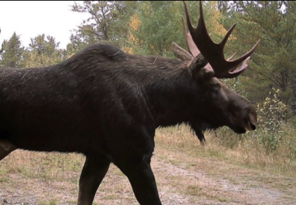 The Michigan DNR is going to count all the moose in the UP.