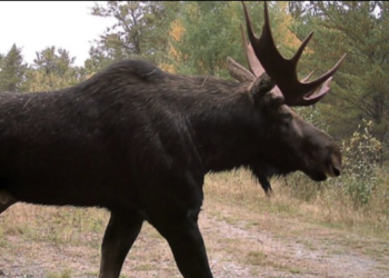 The Michigan DNR is going to count all the moose in the UP.