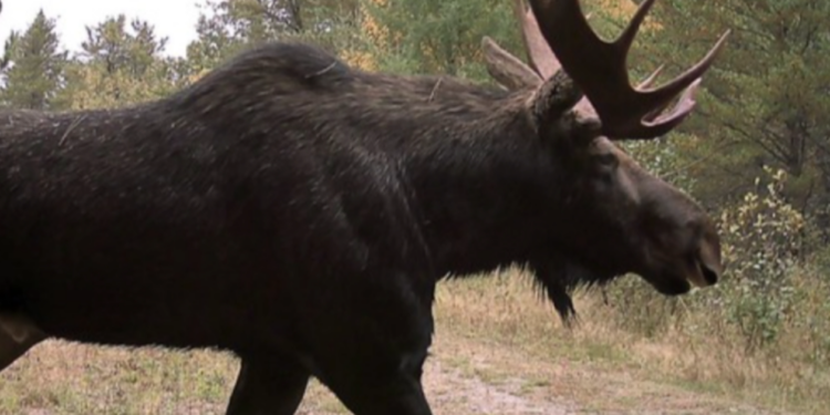 The Michigan DNR is going to count all the moose in the UP.