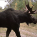 The Michigan DNR is going to count all the moose in the UP.