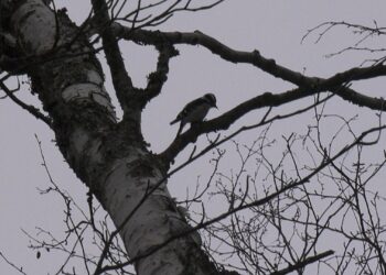 A woodpecker at the Environmental Education Lab