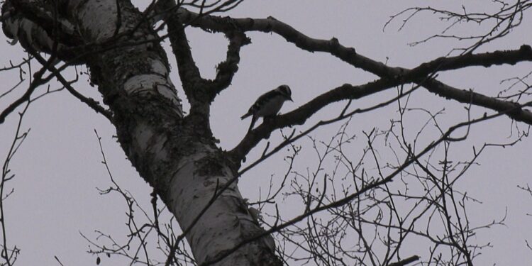 A woodpecker at the Environmental Education Lab