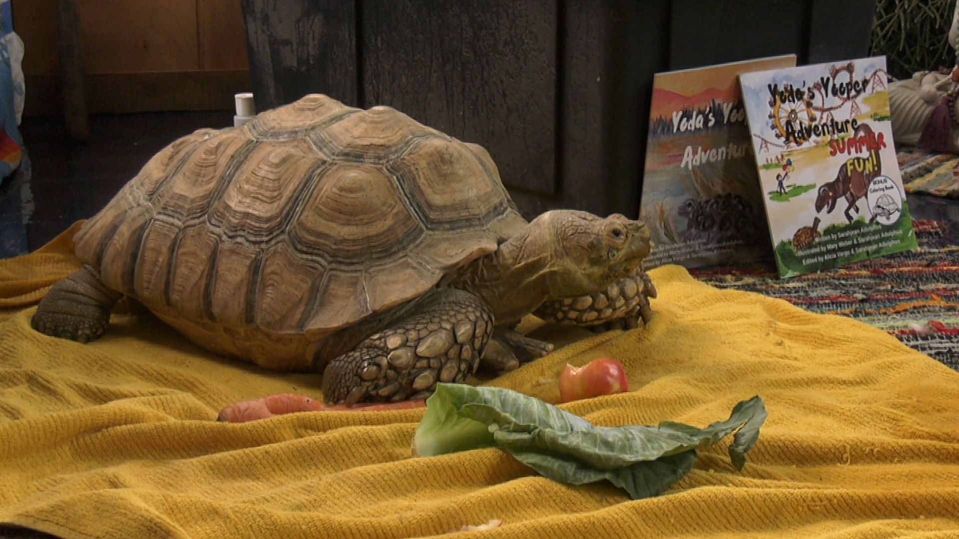 Yoda the Tortoise Returns in Exciting ‘Yooper Adventure’ Book 2