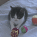 Assistance with pet adoption.