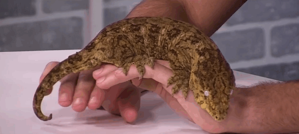 Creature Feature: leachianus gecko