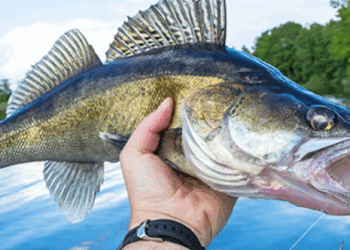 DNR considers new Walleye limits
