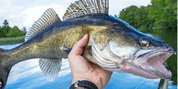DNR considers new Walleye limits