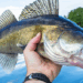 DNR considers new Walleye limits