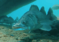 The Michigan DNR has noticed a decline in the size and number of walleye being taken from Upper Peninsula lakes.