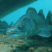 The Michigan DNR has noticed a decline in the size and number of walleye being taken from Upper Peninsula lakes.