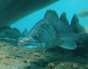 The Michigan DNR has noticed a decline in the size and number of walleye being taken from Upper Peninsula lakes.