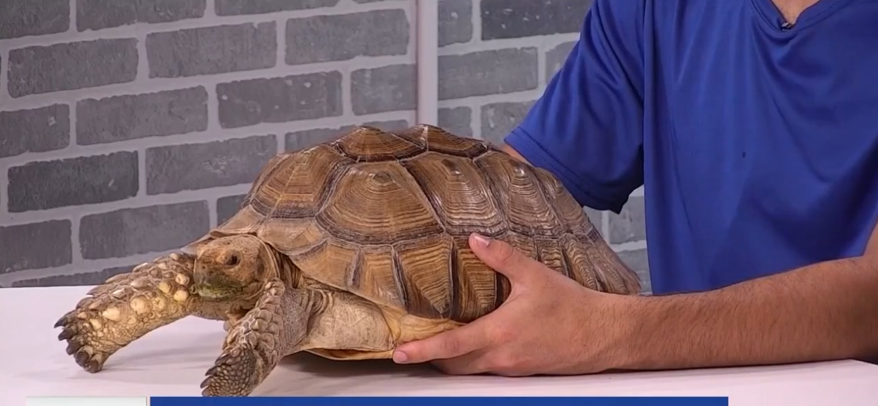 Creature Feature: african sulcata tortoise