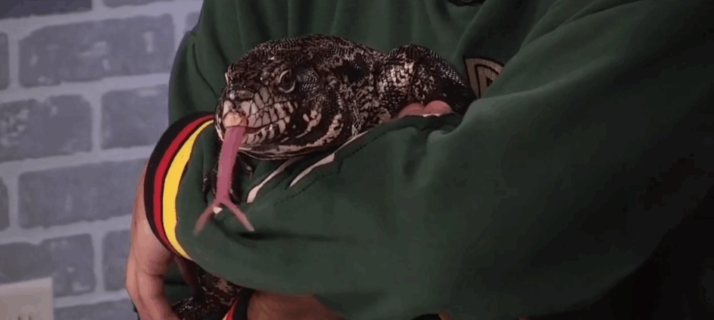 Creature Feature: Argentine black and white tegu