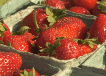 Wednesday's farmers market had all the usual vendors, craft jewelry, frame photos, handmade artwork, and, of course, produce.
