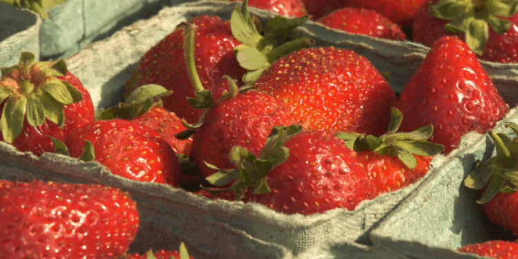Wednesday's farmers market had all the usual vendors, craft jewelry, frame photos, handmade artwork, and, of course, produce.