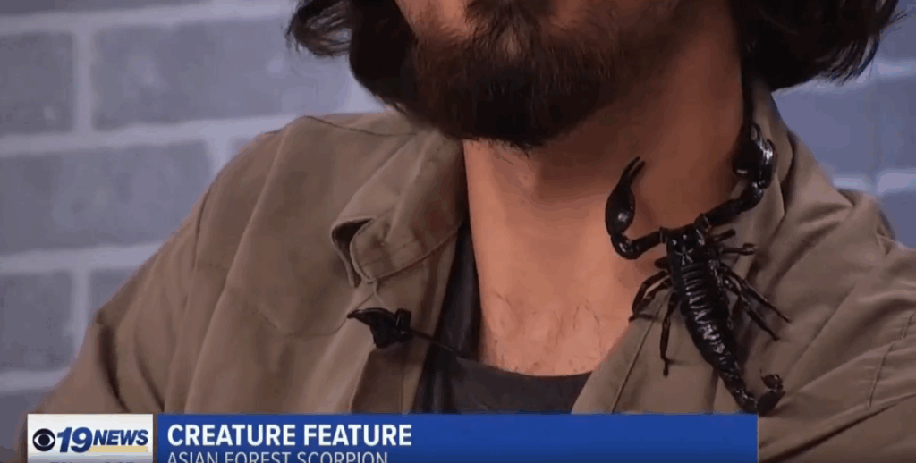 Creature Feature: Asian forest scorpion