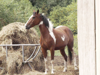 Fall is a great time to visit a farm, and one marquette county farm is opening its doors to families to meet all the animals and experience life, down on the farm.