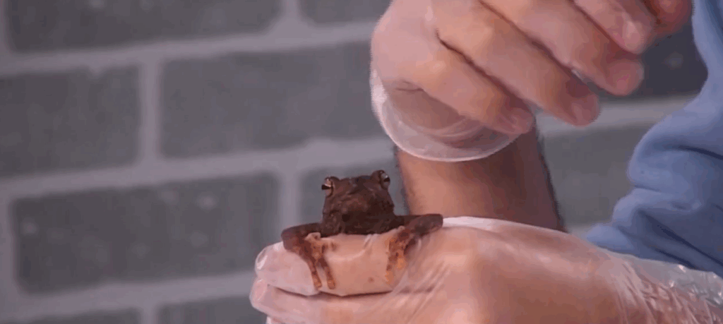 Creature Feature: yellow spotted climbing toad