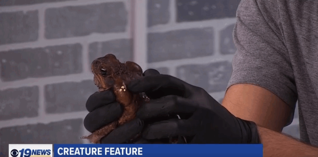 Creature Feature: Cane Toad