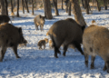 There have been reports of feral pigs causing damages to farms in northeastern Wisconsin.