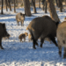 There have been reports of feral pigs causing damages to farms in northeastern Wisconsin.