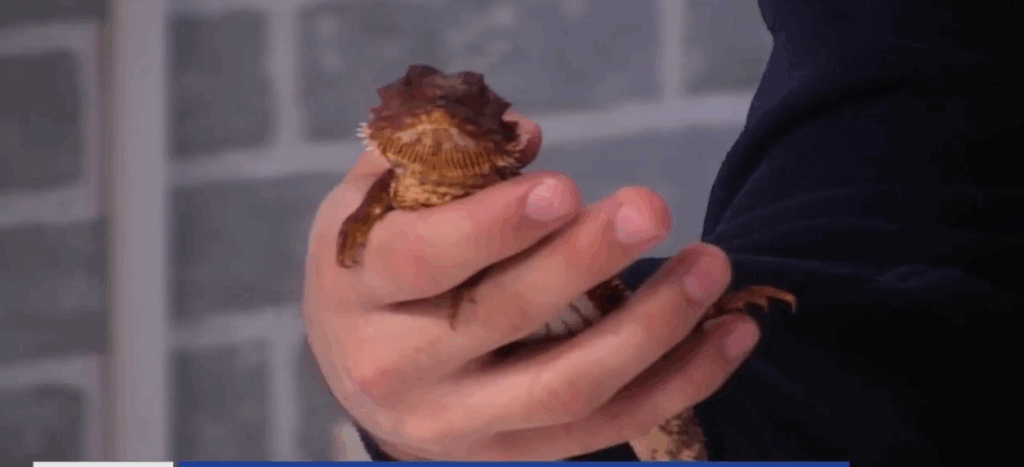 Creature Feature: red monster bearded dragon